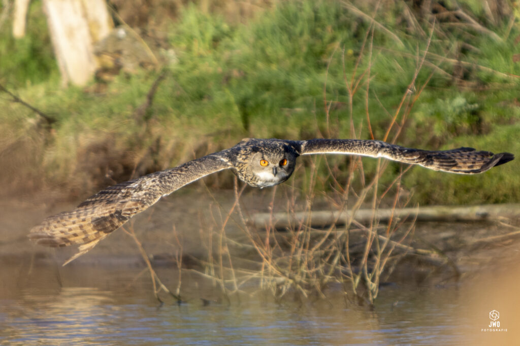 vogelhut foto 22